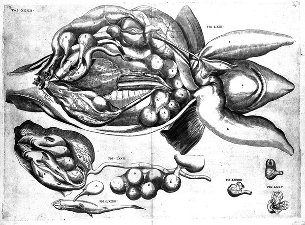 De formato foetu. [De brutorum loquela. De venarum ostiolis. De locutione et eius instrumentis liber / a J. Ursino editus].