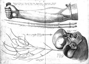 view Showing valves in the veins.