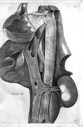 De formato foetu. [De brutorum loquela. De venarum ostiolis. De locutione et eius instrumentis liber / a J. Ursino editus].