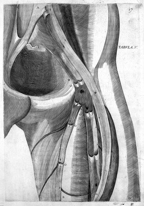 De formato foetu. [De brutorum loquela. De venarum ostiolis. De locutione et eius instrumentis liber / a J. Ursino editus].