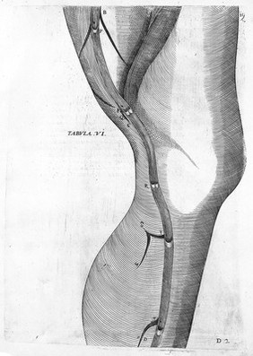 De formato foetu. [De brutorum loquela. De venarum ostiolis. De locutione et eius instrumentis liber / a J. Ursino editus].