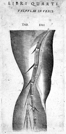 Theatrum anatomicum Caspari Bauhini Basileen. Archiatri infinitis locis auctum, ad morbos accommodatum & ab erroribus ab authore repurgatum, : observationibus & figuris aliquot novis æneis illustratum.