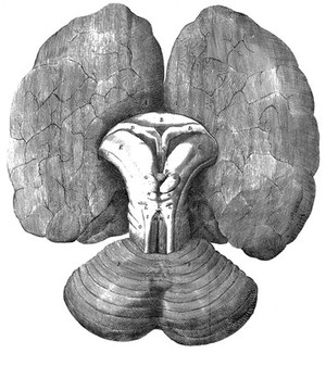 view T. Willis "cerebri anatome", 1664: illustration