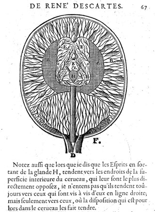 L'homme ... et un traitté de la formation du fœtus. Du mesme autheur / Avec les remarques de Louys de la Forge ... sur le traitté de l'homme.