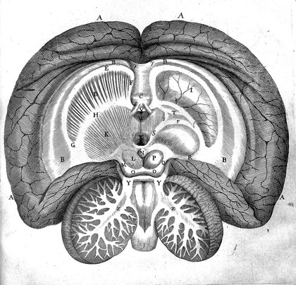 Human brain; Thomas Willis, 1672