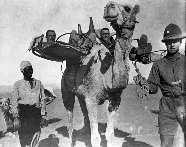 Camel transport of the wounded.