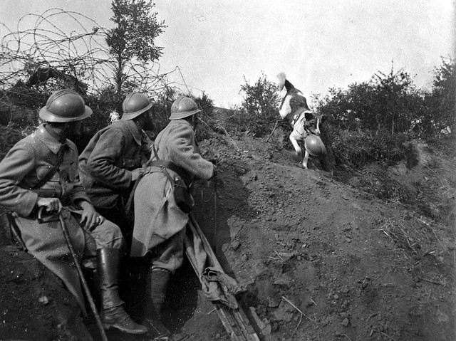 World War I: dog rescuing the wounded | Wellcome Collection