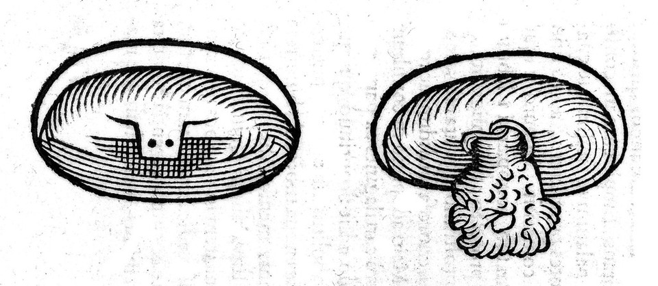 Guilhelmi Fabricii Hildani ... Observationum et curationum chirurgicarum centuriae, nunc primum in unum opus congestae, ac in duo volumina distributae. Quorum prius continet centurias I. II. & III / [Wilhelm Fabricius Hildanus].