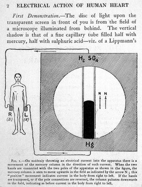 The electrical action of the human heart / by Augustus D. Waller ; edited by A.M. Waller.