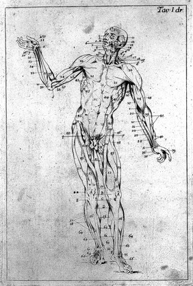 Anatomia esterna del corpo umano per uso de' pittori, e scultori delineata / ed incisa de E. Lelli con la denotazione delle parti tratta da' manuscritti del medesimo.