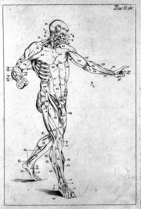 Anatomia esterna del corpo umano per uso de' pittori, e scultori delineata / ed incisa de E. Lelli con la denotazione delle parti tratta da' manuscritti del medesimo.