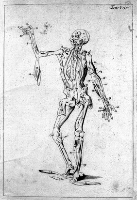 Anatomia esterna del corpo umano per uso de' pittori, e scultori delineata / ed incisa de E. Lelli con la denotazione delle parti tratta da' manuscritti del medesimo.