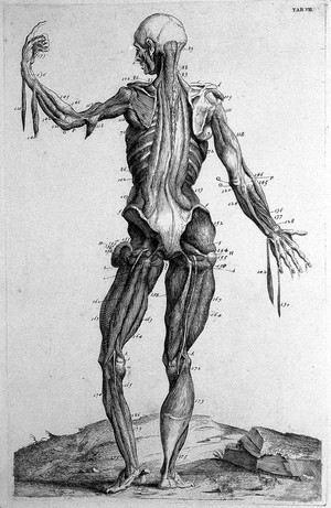 view Myotomia reformata, by William Cowper