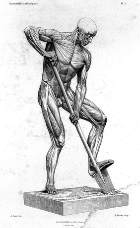 Myologie superficielle du corps humain : anatomie artistique / par Alphonse Lami.