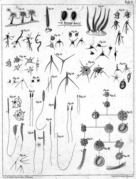 Die Bildung der Samenfaeden in Blaeschen als allgemeines Entwicklungsgesetz / [A. Kölliker].