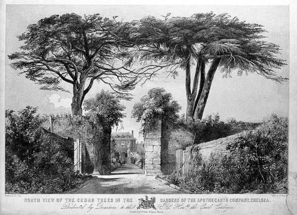 The Physic Garden, Chelsea: a view showing the pair of cedar trees, and the statue of Sloane in the centre of the garden. Lithograph by H. Warren after J. Fuge.