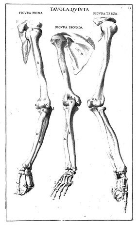 Anatomia per uso et intelligenza del disegno ricercata non solo su gl'ossi, e muscoli del corpo humano; ma dimostrata ancora su le statue antiche più insigni di Roma. Delineata in più tavole con tutte le figure in varie faccie, e vedute / Per istudio della Regia Academia de Francia Pittura e Scultura sotto la direzzione di Carlo Errard gia direttore di essa in Roma. Preparata su'i cadaveri dal dottor Bernardino Genga ... Con le spiegazioni et indice del Sigr. canonico Gio. Maria Lancisi.