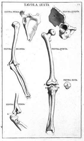 Anatomia per uso et intelligenza del disegno ricercata non solo su gl'ossi, e muscoli del corpo humano; ma dimostrata ancora su le statue antiche più insigni di Roma. Delineata in più tavole con tutte le figure in varie faccie, e vedute / Per istudio della Regia Academia de Francia Pittura e Scultura sotto la direzzione di Carlo Errard gia direttore di essa in Roma. Preparata su'i cadaveri dal dottor Bernardino Genga ... Con le spiegazioni et indice del Sigr. canonico Gio. Maria Lancisi.