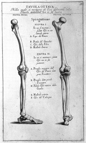 Anatomia per uso et intelligenza del disegno ricercata non solo su gl'ossi, e muscoli del corpo humano; ma dimostrata ancora su le statue antiche più insigni di Roma. Delineata in più tavole con tutte le figure in varie faccie, e vedute / Per istudio della Regia Academia de Francia Pittura e Scultura sotto la direzzione di Carlo Errard gia direttore di essa in Roma. Preparata su'i cadaveri dal dottor Bernardino Genga ... Con le spiegazioni et indice del Sigr. canonico Gio. Maria Lancisi.