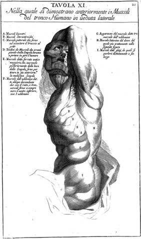 Anatomia per uso et intelligenza del disegno ricercata non solo su gl'ossi, e muscoli del corpo humano; ma dimostrata ancora su le statue antiche più insigni di Roma. Delineata in più tavole con tutte le figure in varie faccie, e vedute / Per istudio della Regia Academia de Francia Pittura e Scultura sotto la direzzione di Carlo Errard gia direttore di essa in Roma. Preparata su'i cadaveri dal dottor Bernardino Genga ... Con le spiegazioni et indice del Sigr. canonico Gio. Maria Lancisi.