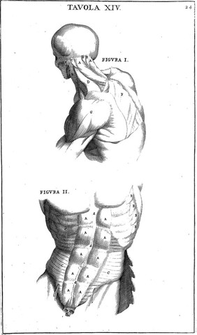 Anatomia per uso et intelligenza del disegno ricercata non solo su gl'ossi, e muscoli del corpo humano; ma dimostrata ancora su le statue antiche più insigni di Roma. Delineata in più tavole con tutte le figure in varie faccie, e vedute / Per istudio della Regia Academia de Francia Pittura e Scultura sotto la direzzione di Carlo Errard gia direttore di essa in Roma. Preparata su'i cadaveri dal dottor Bernardino Genga ... Con le spiegazioni et indice del Sigr. canonico Gio. Maria Lancisi.