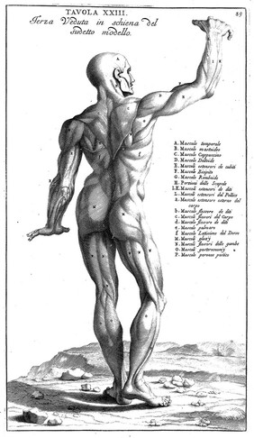 Anatomia per uso et intelligenza del disegno ricercata non solo su gl'ossi, e muscoli del corpo humano; ma dimostrata ancora su le statue antiche più insigni di Roma. Delineata in più tavole con tutte le figure in varie faccie, e vedute / Per istudio della Regia Academia de Francia Pittura e Scultura sotto la direzzione di Carlo Errard gia direttore di essa in Roma. Preparata su'i cadaveri dal dottor Bernardino Genga ... Con le spiegazioni et indice del Sigr. canonico Gio. Maria Lancisi.