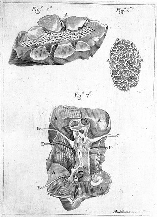 Exercitatio anatomica de structura et usu renum / Laurentii Bellini.