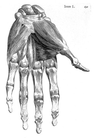 view Muscles of the hand.