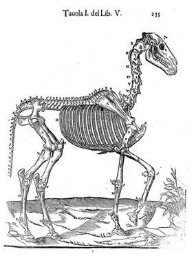 Skeleton of a horse, 1618