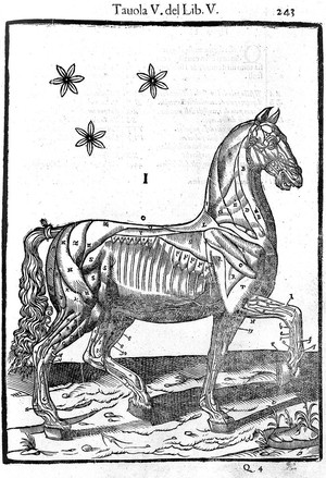 view Muscles of a horse - side view, 1618