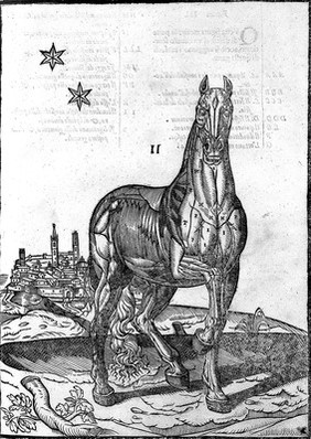 Anatomia del cavallo, infermità, et suoi rimedii. Opera nuova ... / [Carlo Ruini].