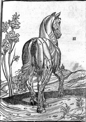 Anatomia del cavallo, infermità, et suoi rimedii. Opera nuova ... / [Carlo Ruini].