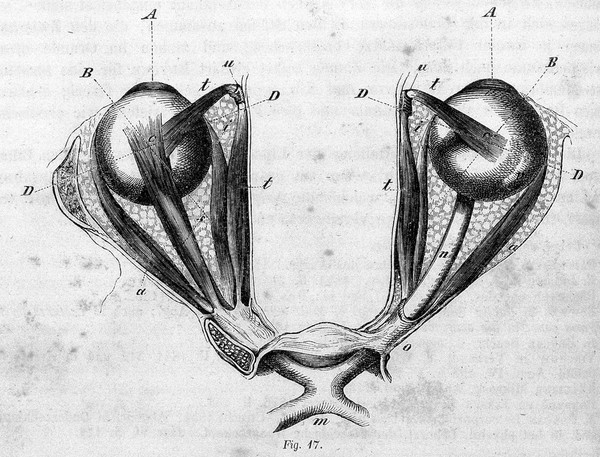 Handbuch der physiologischen Optik / bearb. von H. von Helmholtz.