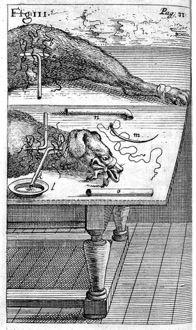 Engravings of techniques of blood transfusion from animal to man.