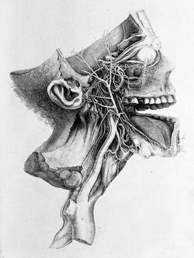 Iconum anatomicarum quibus praecipuae partes corporis humanae delineatae continentur Fasc. I[-VIII] / [Albrecht von Haller].