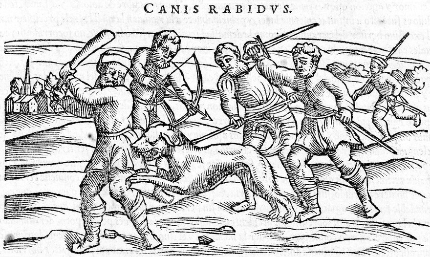 Acerca de la materia medicinal, y de los venenos mortiferos  traduzido de lengua griega, en la vulgar castellana, y illustrado con ... annotationes, y con las figuras de innumeras plantas exquisitas y raras, por el Doctor Andres de Laguna.