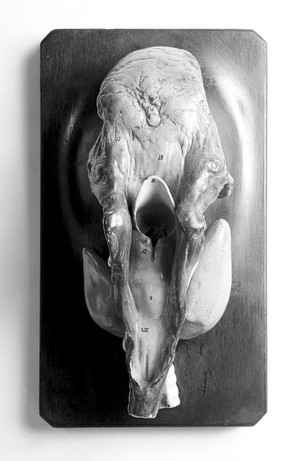 view Anatomical model of human tongue, made of China, on plaster base. European, for hanging