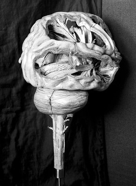 Anatomical model of human brain, paper mache, French, 19th century