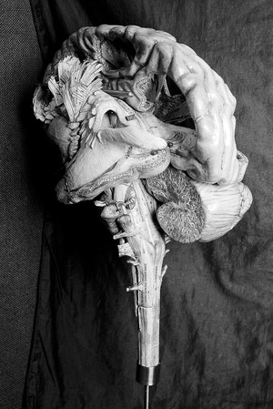 view Anatomical model of human brain, paper mache, French, 19th century