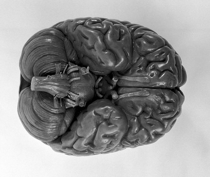 Anatomical model of human brain,