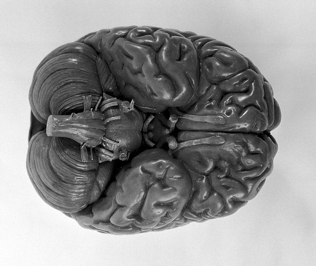 human brain 3d model paper mashay human brain 3d model paper mashay