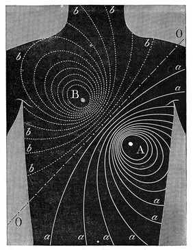 A.D. Waller, "Properties of human heart"