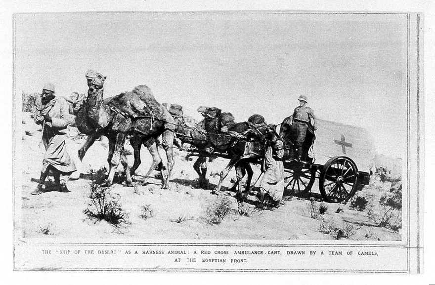 Ambulance being drawn by a team of camels, 1917.