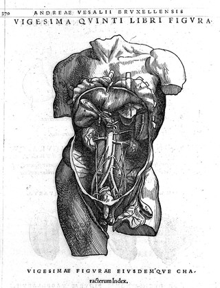 Male figure showing viscera, by Vesalius.