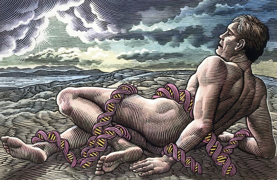 A man entwined in the coils of DNA. Scraperboard drawing by Bill Sanderson, 1990.
