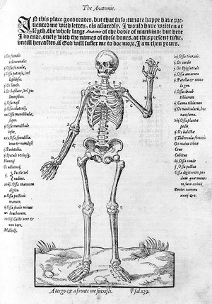 view William Bullein, Skeleton, in "Bulwarke of defence against all sickness..."