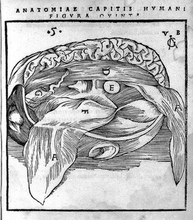 Anatomia capitis humani, in Marpurgensi Academia superiori anno, publice exhibita ... / [Johann Dryander].