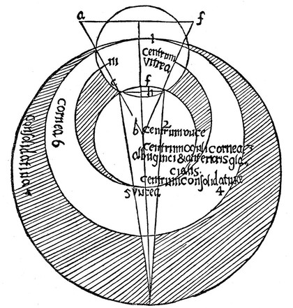 Die anatomischen Augenbilder in den Handschriften des Roger Bacon, Johann Peckham und Witelo / von Adam Bednarski.