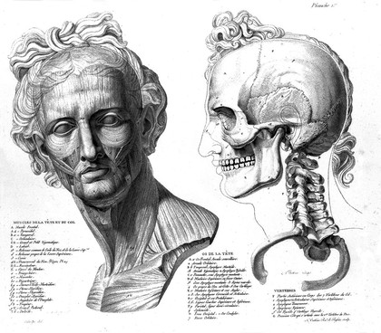 Anatomie du gladiateur combattant, applicable aux beaux arts, ou traité des os, des muscles du mécanisme de mouvemens, des proportions et des caractères du corps humain / [Jean Galbert Salvage].