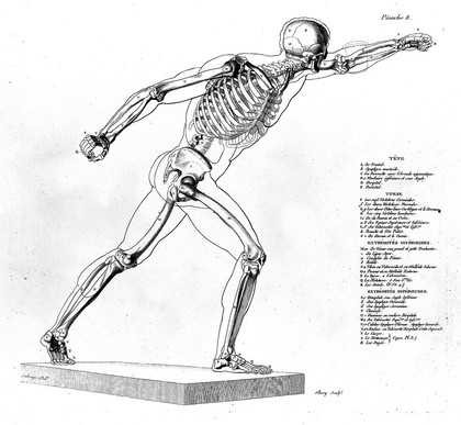 Anatomie du gladiateur combattant, applicable aux beaux arts, ou traité des os, des muscles du mécanisme de mouvemens, des proportions et des caractères du corps humain / [Jean Galbert Salvage].